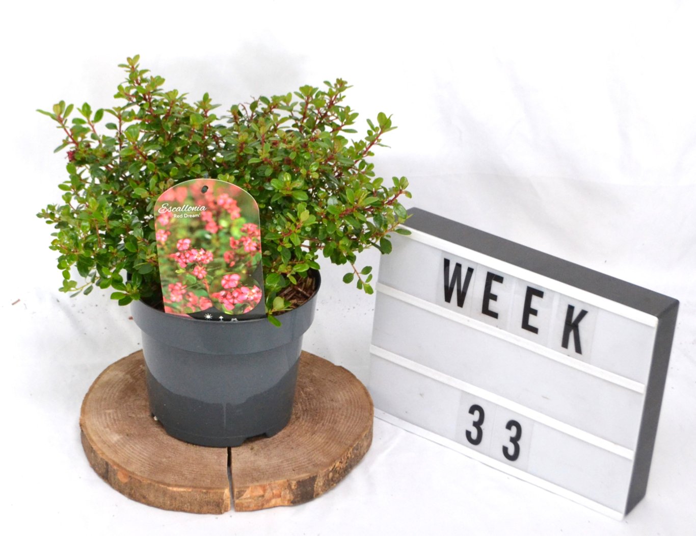 Escallonia 'Red Dream' - C3 20-40 CM